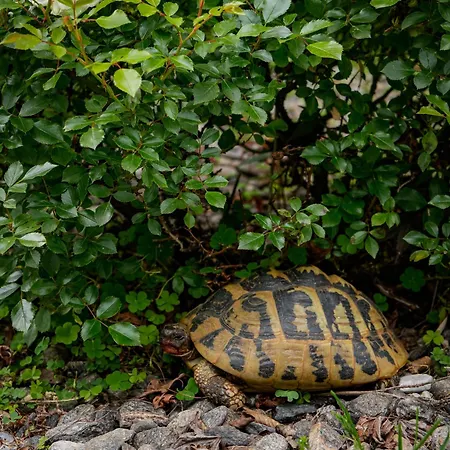 מלון דירות Merangardenvilla Adults Only מראנו