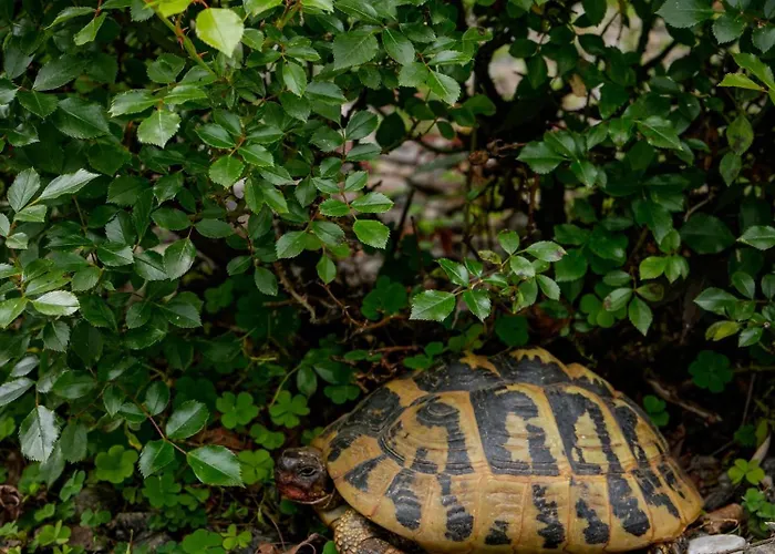 Apart Otel Merangardenvilla Adults Only Merano